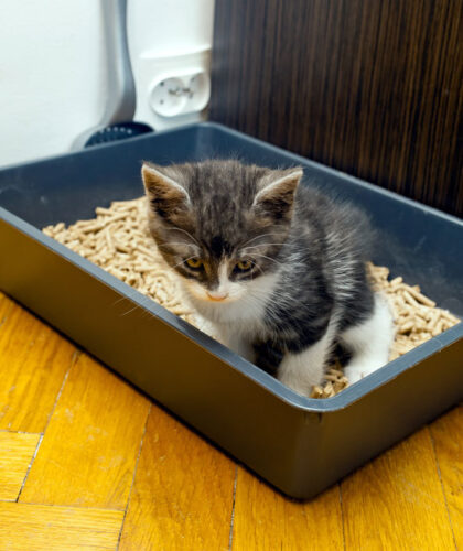 Idea for Alternative Cat Litter